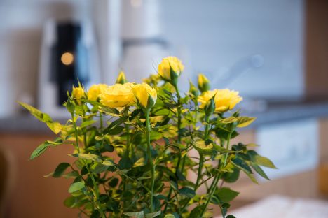 Apartment direkt am Lift - Haus Bliem in Flachau